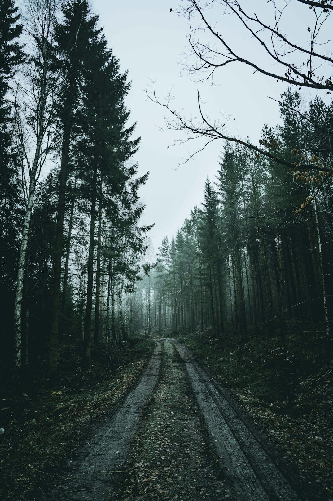 foggy forest path